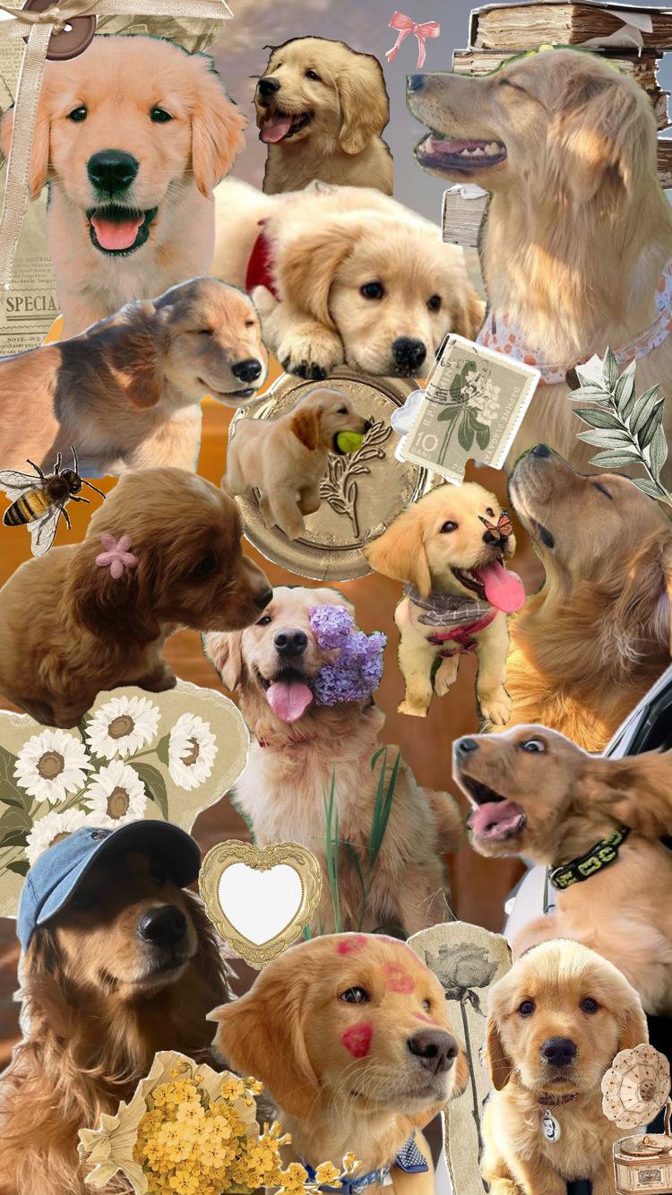 Pets